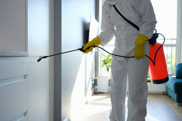 Best Attic Mold Removal  in Oildale, CA