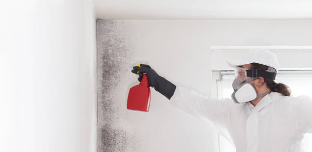 Best Mold Damage Repair  in Oildale, CA